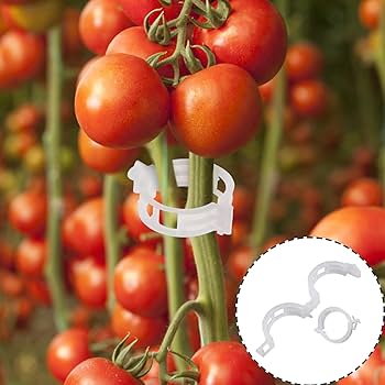 🔥🔥1 juego de 200 piezas】23 euros】Clip de fijación para el crecimiento de plantas de plántula